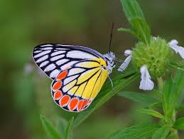 Sri Lanka Birdwing butterfly